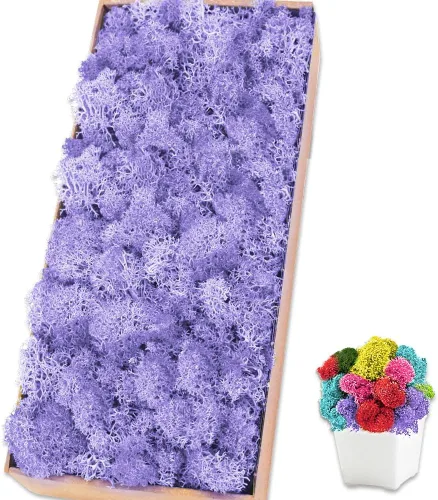 Vista 40 de Musgo de reno azul de 3.5 onzas, musgo preservado para plantas, decoración de musgo, musgo verde para manualidades, musgo para plantas en maceta