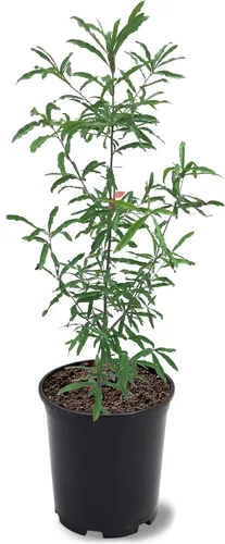 Vista 5 de American Plant Exchange Holly Oakleaf, maceta de 7 galones, 3-4 pies de alto, follaje verde oscuro, arbusto de hoja perenne, planta viva grande