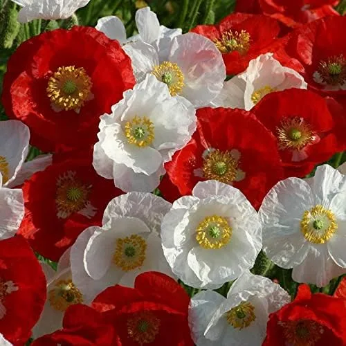 Vista 8 de Park Seed Semillas de plantas de flores de amapola, fáciles de cultivar, perfectas para jardín de primavera, gris increíble, paquete de 100