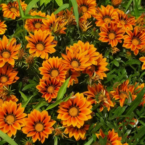 Vista 3 de Gazania - Semillas de margaritas para plantar, más de 100 semillas mixtas de Gazania, flor perenne, semillas de Gazania sin OMG para jardín y hogar