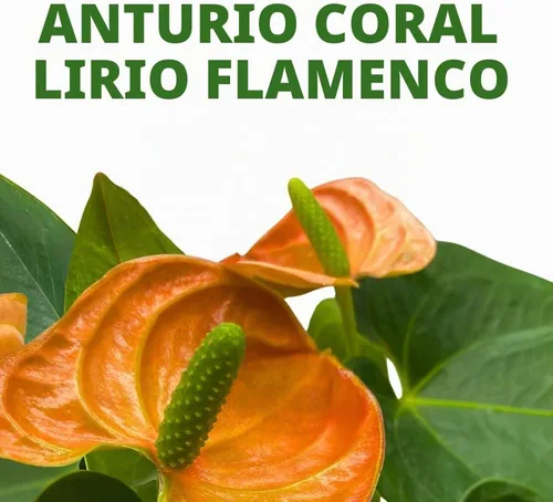 Vista 2 de BubbleBlooms Anthurium Coral, naranja - ish en una hoja en forma de corazón de 4 pulgadas