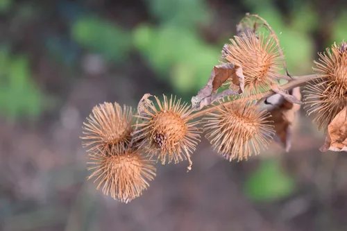 Vista 5 de 200 Great Burdock Arctium Lappa (Bardana comestible/Botones de Bardana/Botones de mendigo) Semillas de flores de HERB