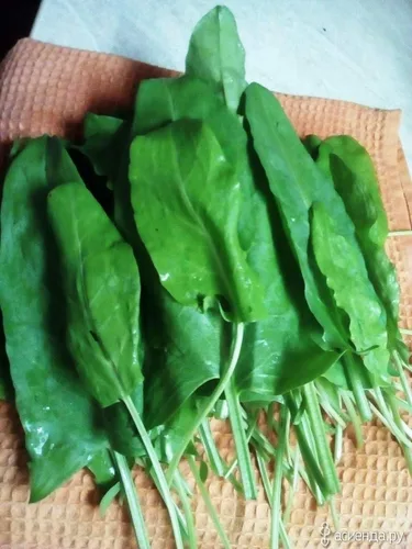 Vista 3 de Semillas Odessa Acedera Broadleaf 45 Días Vegetales sin OMG para plantar 2000 semillas