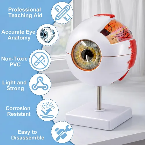 Vista 7 de Modelo de anatomía ocular, modelo de globo ocular ampliado 6X, modelo anatómico de ojo humano para estudiantes de educación científica, exhibición