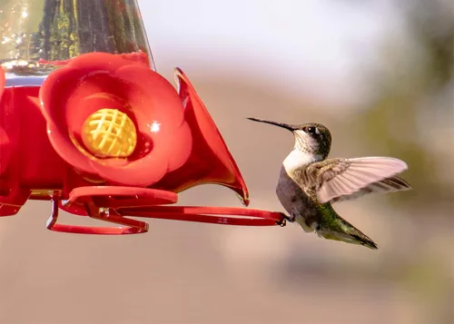 Vista 2 de Concentrado de alimentos de néctar de colibrí hace 64 onzas