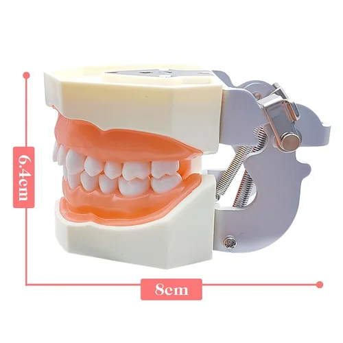 Vista 7 de Modelo de dientes Typodont con dientes extraíbles, modelo de dientes dentales adecuado para enseñanza, práctica y estudio, con un destornillador