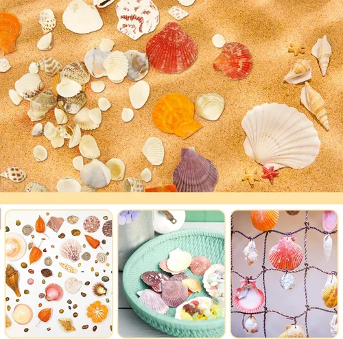 Vista 3 de WEOXPR Conchas marinas mixtas, más de 100 piezas de conchas de playa, estrellas de mar, varias tallas de conchas marinas del océano para rellenar 11