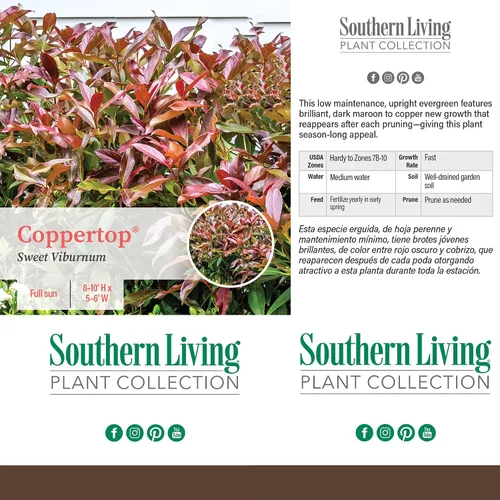 Vista 5 de Southern Living Viburnum - Arbusto superior de cobre de 2 galones