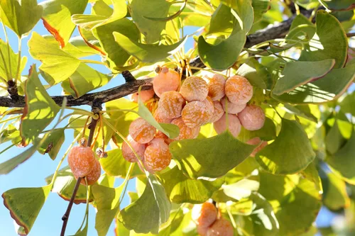 Vista 9 de 10 semillas de hierba de fruta de naranja de otoño de Ginkgo BILOBA árbol de culantrillo amarillo