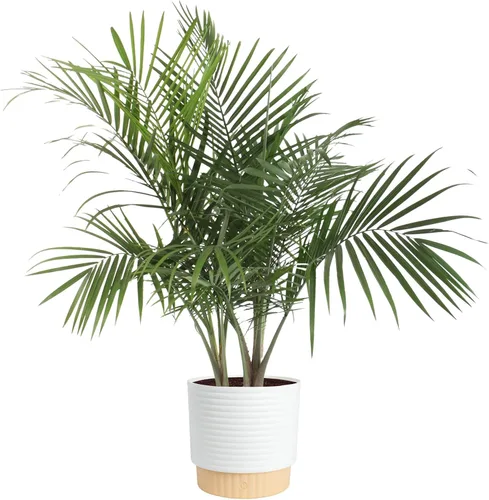 Vista 24 de Costa Farms Planta viva de palma de bambú en maceta decorativa, planta de interior grande purificadora de aire, perfecta para decoración del hogar