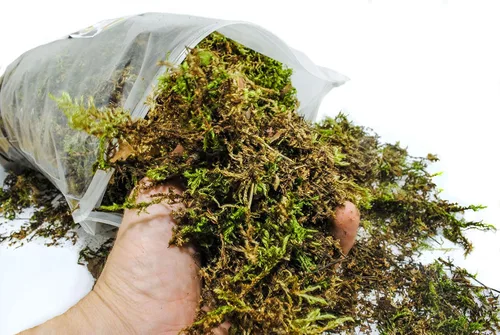 Vista 2 de Musgo esfagnum verde orgánico para orquídeas, plantas de interior y exterior, secado para jardinería decorativa (paquete mini (probador) - 1 litro