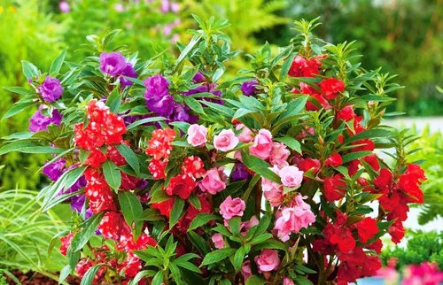 Vista 2 de Más de 50 semillas de bálsamo de jardín colorido impaciente - Mezcla de flores