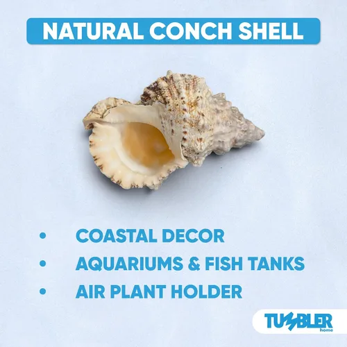Vista 7 de Tumbler Home Conchas marinas grandes para decoración o pecera, decoración costera y náutica, soporte para plantas de aire, adornos de acuario