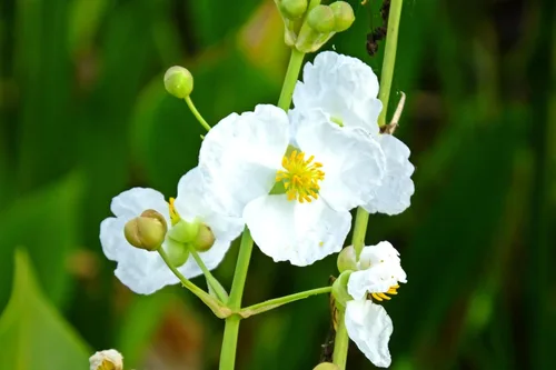 Vista 7 de 500 White Broadleaf Arrowhead Sagittaria Latifolia Pond Wetland Flower Seeds