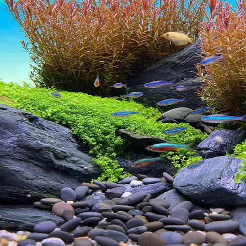 Vista 6 de Hemianthus Callitrichoides Cultivo de tejidos US Farm Live Aquarium Plants Midground para decoración de peceras