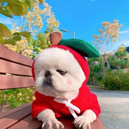 Vista 3 de XIAOYU Ropa de Apple para mascotas, sudadera con capucha de frutas para perro de Navidad, suéter de vellón para Halloween, fiesta de cosplay