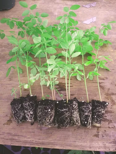 Vista 5 de 10 plantas vivas Moringa oleifera Tamaño de planta viva de hasta 10" a 15" 00