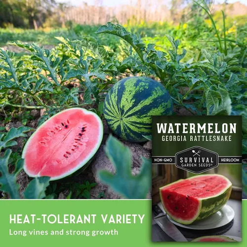 Vista 3 de Georgia Rattlesnake - Semillas de sandía – Gran variedad de melón rojo del sur para plantar, polinizado abierto, sin OMG, sandías tradicionales