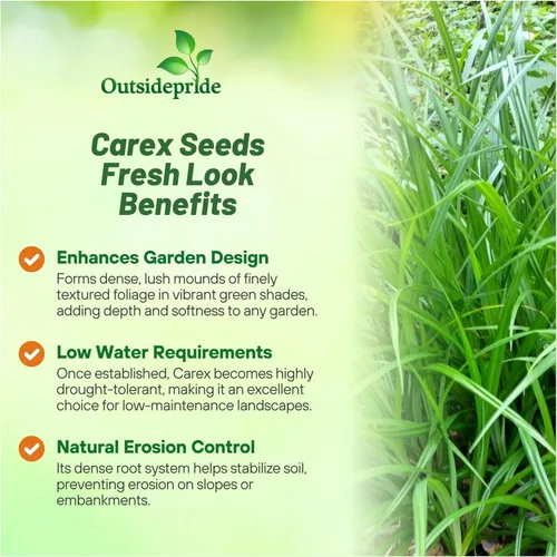 Vista 3 de Outsidepride - 100 semillas de la hierba ornamental perenne cárice llorón (Carex pendula [Fresh Look]) para sembrar