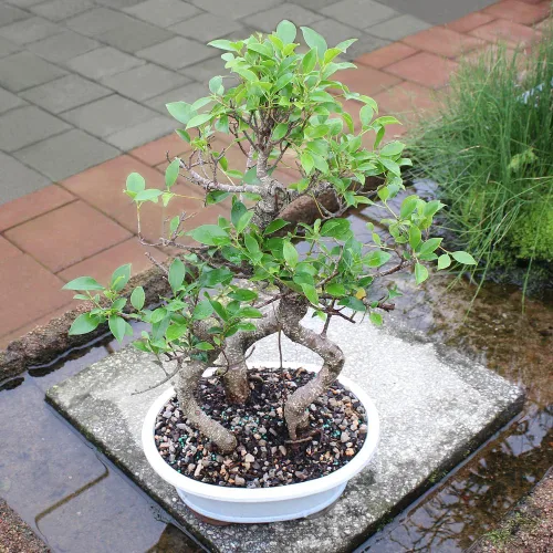 Vista 6 de Brussel's Bonsai - Árbol bonsái para interiores, M Live Ficus - Árbol bonsái de interior, maceta de cerámica, 7 años, fácil cuidado, listo