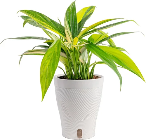 Vista 19 de Costa Farms – Planta de Pothos Albo Variegado viva en maceta auto-regante, purificadora de aire para interior, perfecta para decoración del hogar