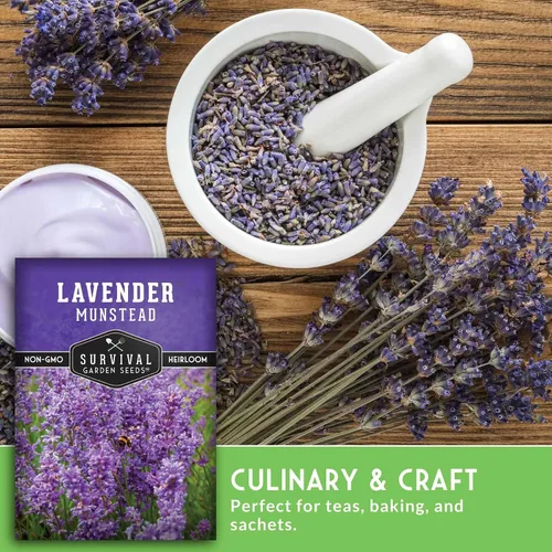 Vista 5 de Munstead - Semillas de lavanda inglesa para plantar, hierba compacta