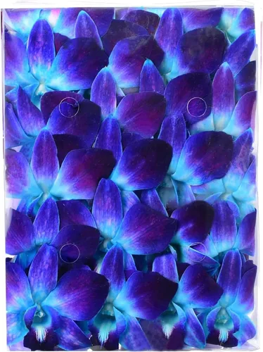 Vista 14 de Flores de orquídea frescas Miami OrchidClub USA Sunne Tropical en suelto, decoración para comida y bebida (100 AZUL PURPURA)