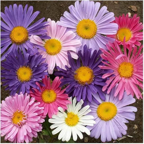 Vista 2 de Everwilde Farms - Semillas de flores silvestres Aster de China mezcladas de 1 onza - Gold Vault