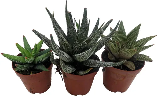Vista 2 de Super Sale - Colección Haworthia 3 Plantas - Maceta de 2