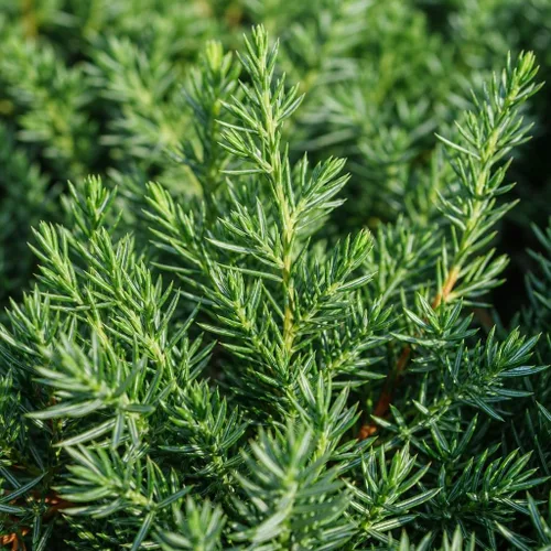 Vista 3 de Blue Pacific Shore Juniper Planta de tamaño de 1 galón vivo Juniperus Conferta Evergreen resistente al frío tolerante a la sequía