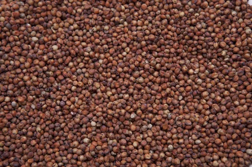 Vista 2 de Milo Rojo (Sorgmo de Grano) (8)