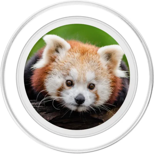 Vista 2 de Oso panda rojo animal raro de China PopSockets MagSafe PopGrip para iPhone
