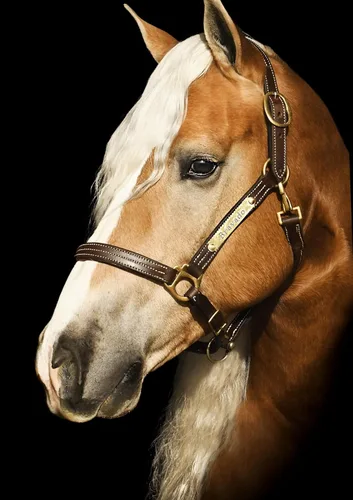 Vista 2 de Leaders - Cabestro acolchado de cuero para caballos con placa de nombre grabada personalizada con opción halter para caballo