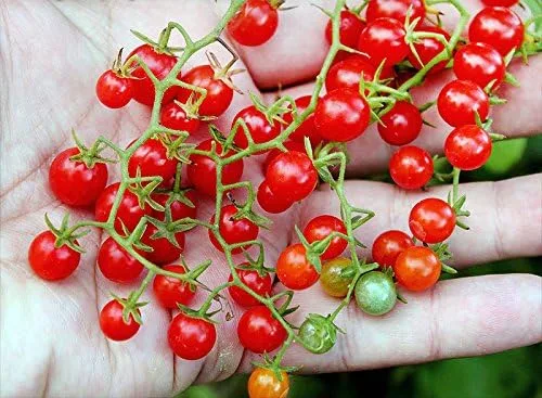 Vista 7 de Más de 20 semillas de tomate de grosella más pequeña del mundo, temprano, reliquia sin OMG, raras, tempranas, vigorosas, dulces, indeterminadas