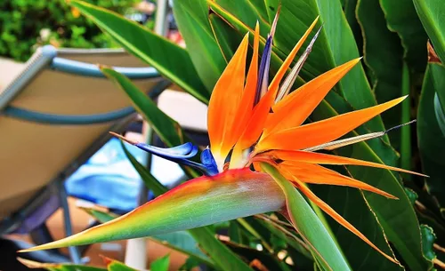 Vista 5 de Semillas Strelitzia Crane (Ave del Paraíso) Flores perennes para plantar