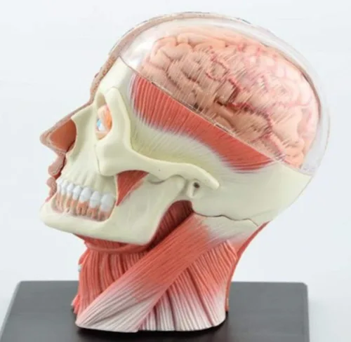 Vista 4 de Modelo de anatomía de la cabeza humana visión 4D
