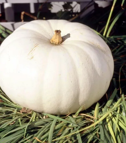 Vista 4 de TomorrowSeeds - Semillas de calabaza blanca Lumina - Más de 10 unidades - para plantar Halloween otoño tallado fantasma Casper oso polar Calabaza