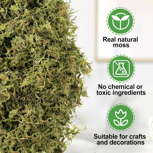 Vista 4 de Musgo verde natural de 10 onzas para principiantes, musgo de inicio para plantas de interior, jardines de hadas artificiales, mini mosswall