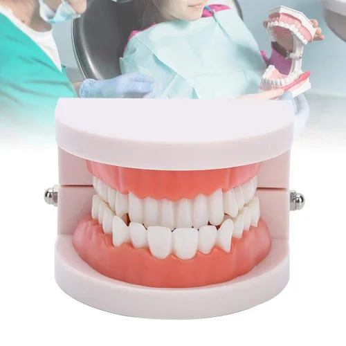 Vista 3 de Dientes falsos, dientes falsos, modelo de dientes, modelo de dentadura postiza práctica de cepillado Modo de dientes Gingiva Demostración anatómica