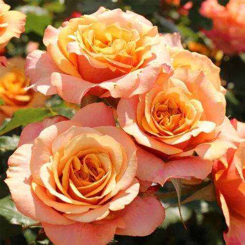 Vista 2 de Rosas Heirloom Grandiflora, planta de raíz propia viva para jardín al aire libre, Sunbelt® Crazy Love™, Moderadamente fragantes, Zonas
