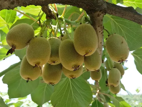 Vista 7 de Semillas de frutas para plantar (100 semillas de fruta del dragón)