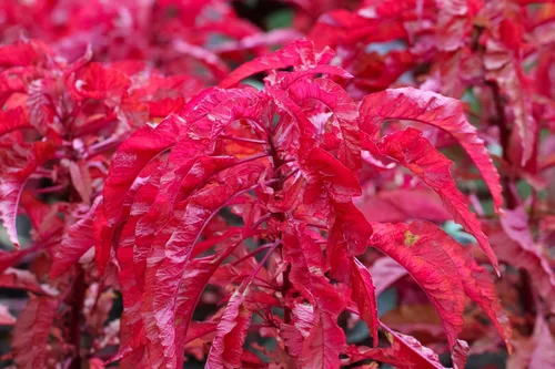 Vista 6 de 100 semillas de flores tricolor Early Splendor Amaranthus Hypocondricus *Comb S/H
