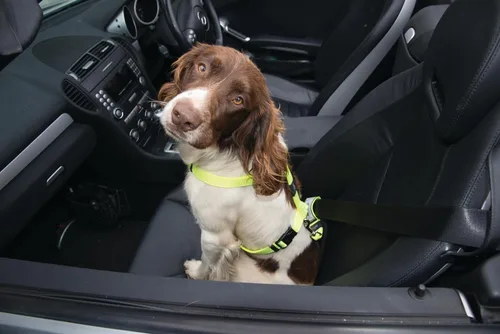 Vista 2 de Rogz Clip de cinturón de seguridad para perros Utility Safety - Negro