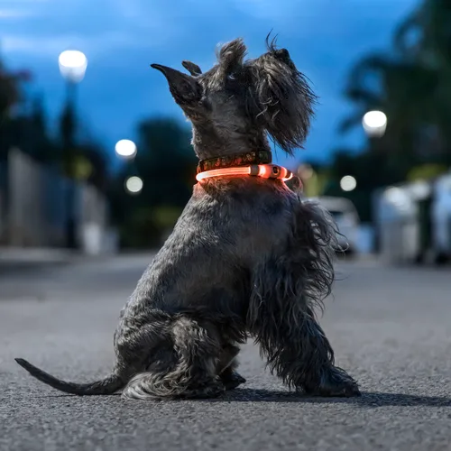 Vista 2 de Collar LED para Mascotas Petlux InnovaGoods