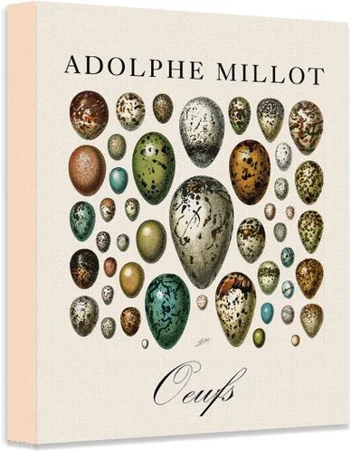 Vista 4 de Lone Star Art Adolphe Millot Oeufs Vintage Bird Egg Illustration 11x14 Framed Poster Ready to Hang Scientific Artwork