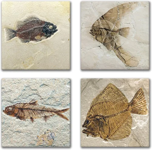 Vista 3 de Fossil Fish Images - Juego de 4 posavasos para azulejos de cerámica, soporte incluido