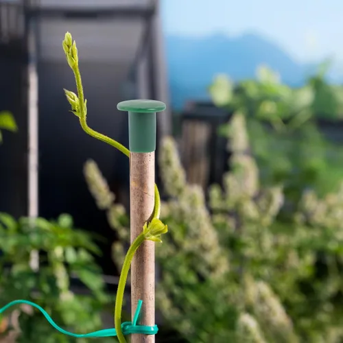 Vista 7 de Happyyami 36 tapas de caña de jardín, protectores de plástico flexibles para varillas de soporte de plantas, previenen lesiones y daños, 1.18 x 1.18