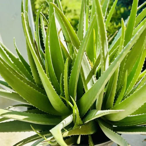 Vista 2 de Planta viva de aloe vera de aloe vera para plantar en maceta de tamaño de 2 pulgadas Planta Aleo vibrante de bajo mantenimiento para patio, balcón