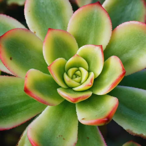Vista 4 de Aeonium Suculents Plant Live, Aeonium Plant in 4 Inc Pot (amarillo verde)