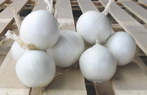 Vista 4 de Semillas Cebolla White Queen Giant Heirloom Vegetal para plantar sin OMG